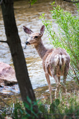 wapiti in grand canyon