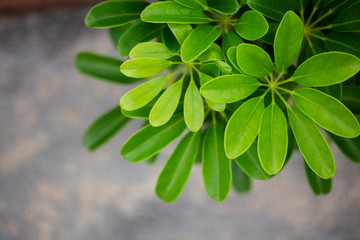 green leaf top view in corner on concrete background