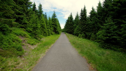 Fototapeta na wymiar Wąska leśna, asfaltowa droga - podróż wiejskimi bocznymi drogami