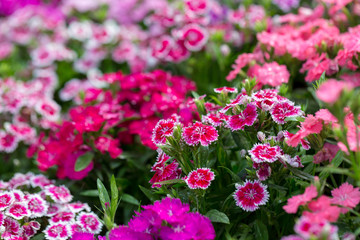 Beautiful Background of blooming Snowfire, China Doll, China Pink flower, pink Dianthus flowers...
