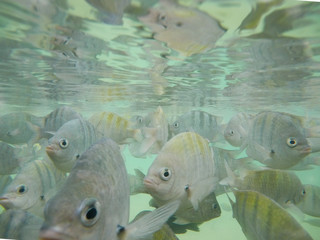 Fish - natural pools of Porto de Galinhas, Pernambuco, Brazil