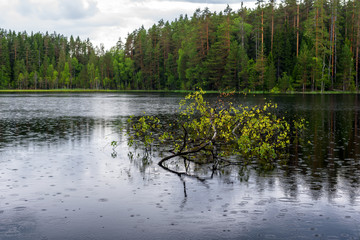 Rainy in the forest on the lake