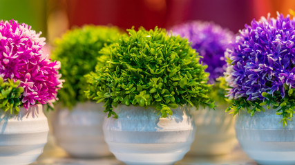 Colorful Plant In Pot