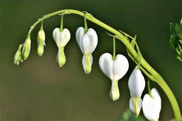 White hearts - Lamprocapnos spectabilis 'Alba'