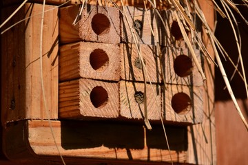 Home for a mason bee - three rooms occupied