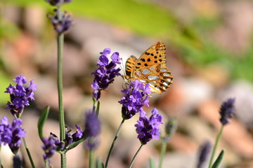 Butterfly on lavender - queen of Spain fritillary