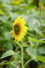 Yellow sunflower and a bee on a green background
