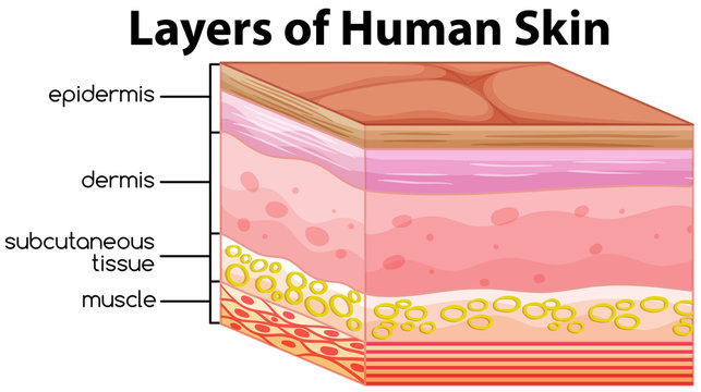 Layers of human skin concept