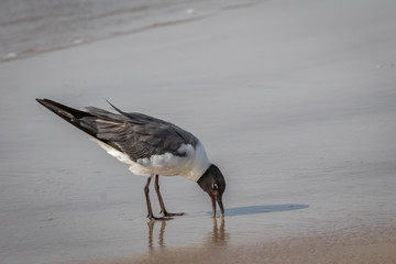 Laughing Gull (Leucophaeus atricilla) walking on a beach.