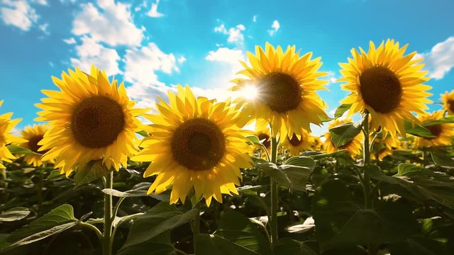Blooming sunflower crop field on sunny summer day