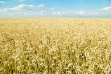 Endless wheat field. Beautiful landscape. Rich harvest.