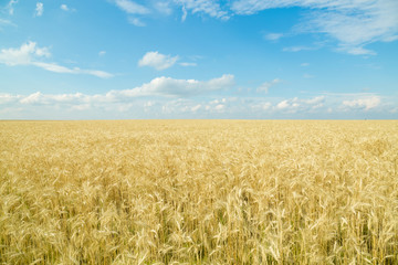 Endless wheat field. Beautiful landscape. Rich harvest.