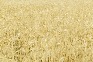 Ears of ripe wheat. Harvest of grain. Background.