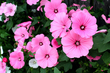 Fototapeta premium Pink flowers under the name of the lavaera blossomed on the flowerbed