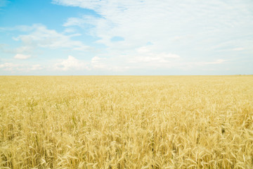 Endless wheat field. Beautiful landscape. Rich harvest.