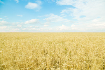 Endless wheat field. Beautiful landscape. Rich harvest.