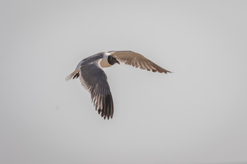 Laughing Gull (Leucophaeus atricilla) in flight.