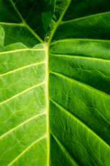 Leaf