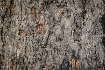 Bark from big trees in the forest.