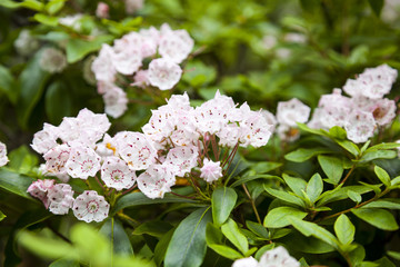 In einem praechtigen Garten in Wales
