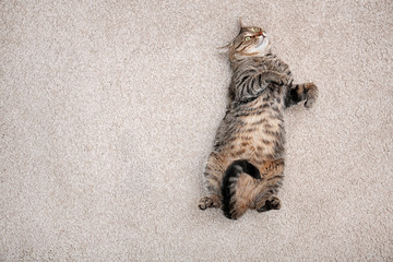 Cute cat resting on carpet at home, top view