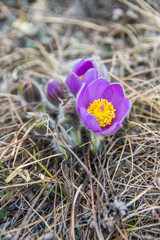 Buttercup.  Лютик