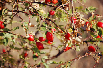 Rosehip, red berries