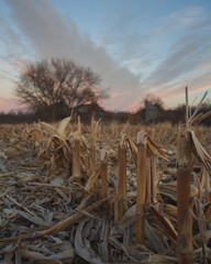 Fototapeta premium Cornfield