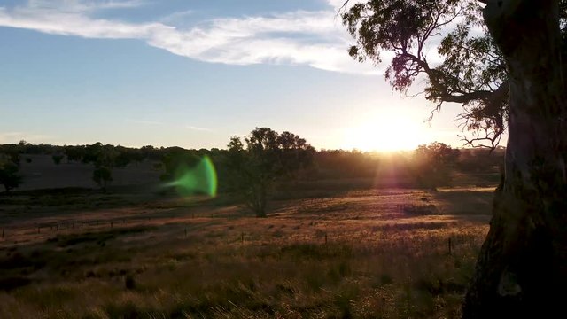 Drone footage of a summer evening sunset, flying over a dry grass field, while passing a large gumtree with the sun glimpsing through