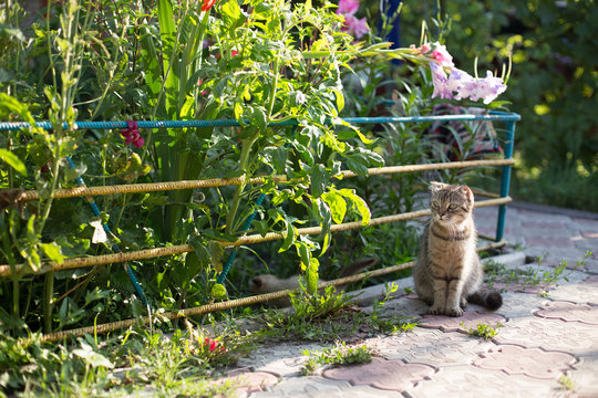 Mother cat is sitting in the garden
