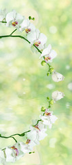 Obraz na płótnie Canvas White orchid on natural background