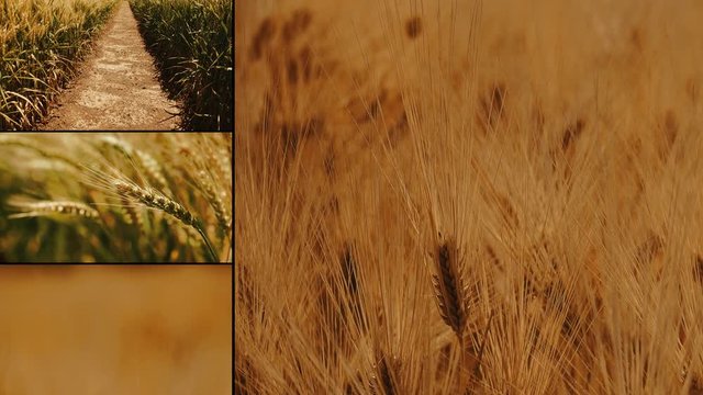 Wheat crop cultivation multiple screens video wall