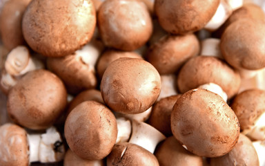 brown button mushroom  with full frame