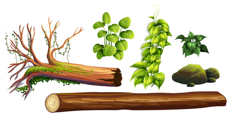 A set of forest element