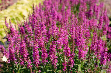 Obraz premium Pink field with butterflies