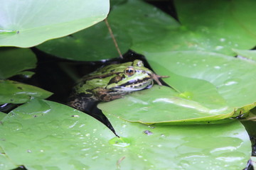 Wasserfrosch    Pelophylax    (Pelophylax)