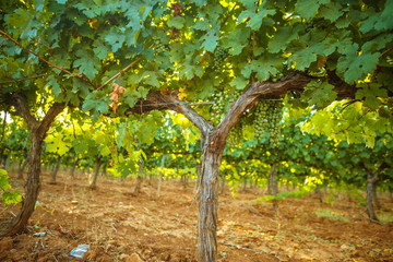 inside a vineyard in el Penedes region, Catalunya, spain - obrazy, fototapety, plakaty