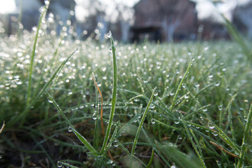 grass in the morning