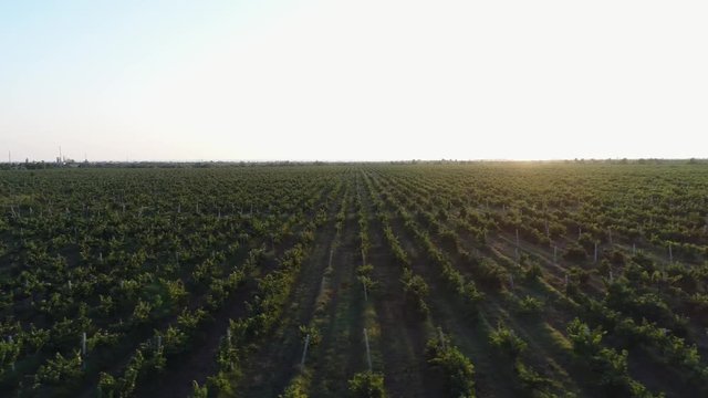 Aerial view. Flight at low altitude over the tidy rows of green grape plantings. Growing grapes on the endless plains. Great vineyards at sunset.