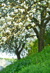 Fototapeta na wymiar Apple Blossoms tree