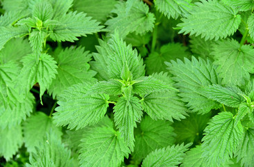 Urtica,nettles or stinging nettles (German name is Brennnesseln) for medical and Tea with full frame.