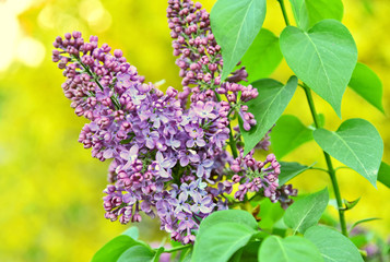 Purple Syringa or Lilac with green heart leaf on yellow bokeh background. .Spring season violet or purple flower.