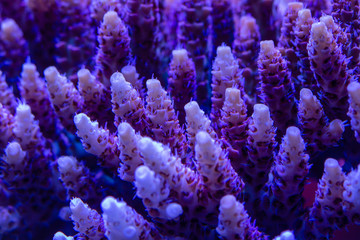 Close up of red short polyp stony acropora