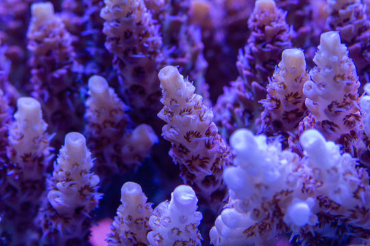 Close up of Red short polyp stony acropora(Acropora sp.) coral's polyps filtering nutrients