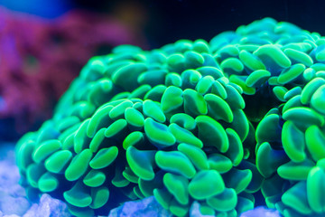 Close up of Green Hammer Coral (Euphyllia ancora)