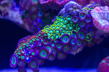 Colony Polyps (Zoanthus sp.) growth around live rock