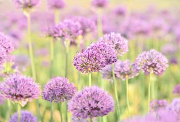 Obraz premium Allium purple field with lens flare and full frame for wallpaper and post card.