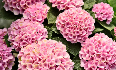Hydrangea macrophylla or Pink mophead hydrangea..A lot of pink flower with full frame.