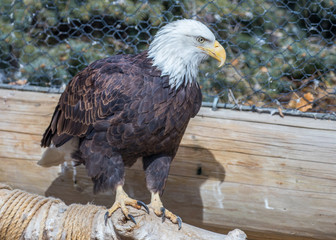 eagle