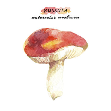 Russula mushroom with red cap isolated on white background. Watercolor hand drawn illustration.